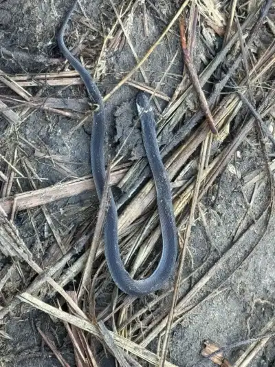 Hudson's Coffee Snake